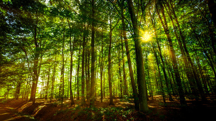 forest panorama and the sun, with bright rays