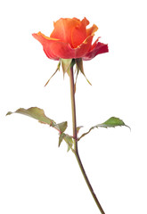 red and orange rose with one bloom on white