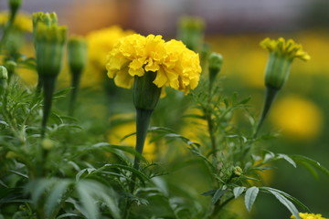 Marigold in the garden