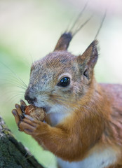 squirrel with nut close-up
