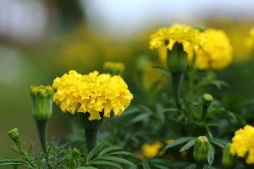 Marigold in the garden