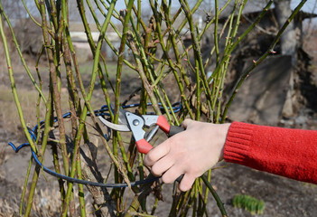 How to look after climbing roses in autumn. Shorten the stems of tall bush roses to reduce wind-rock during winter gales, as this can loosen and damage the roots. Cut stems