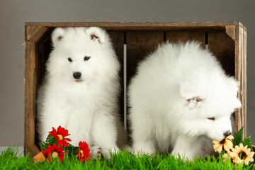 samoyed dogs puppies isolated on white
