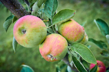 Ripe apples on a branch. Close-up view