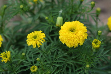 Marigold in the garden