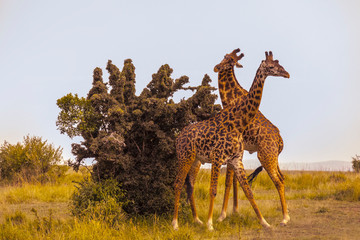 Masai giraffes (Giraffa camelopardalis tippelskirchi), two males fighting, Masai Mara National Reserve, Kenya, Africa