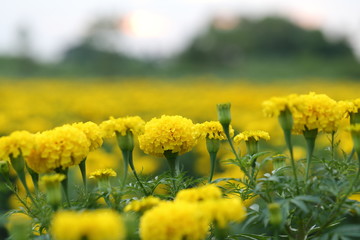 Marigold in the garden