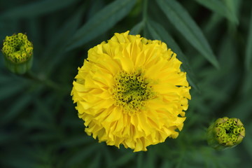 Marigold in the garden