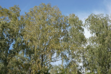 Brzozy w polskim lesie... © Robert