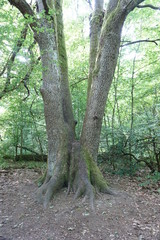 Majestatyczne drzewo o dwóch pniach w Puszczy Białowieskiej