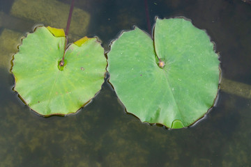 Blatt der Seerose (Nymphaea) © lichtbildmaster