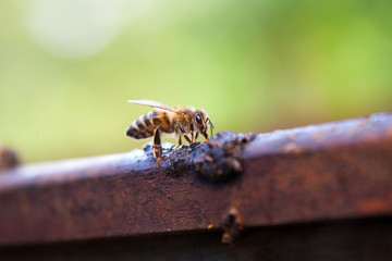 Close up of a curious bee in the human world.