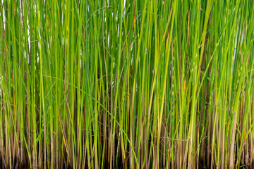 Zebrasimse (Scripus tabernaemontani), Teichsimse