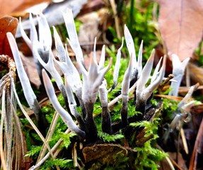 snowdrops in the forest