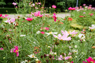 Obraz premium Beautiful pink cosmos flower in the garden