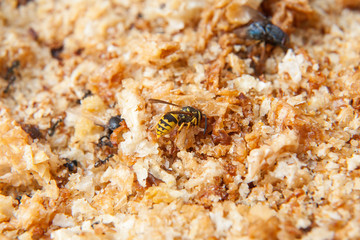 Yellow wasp, European wasp or German wasp (lat. Vespula germanica), on a wooden board