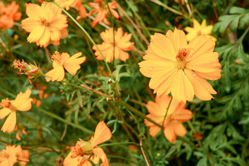Beautiful orange cosmos flower in the garden