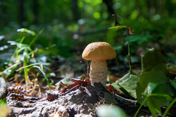 Single red boletus mushroom in the wild. Red boletus mushroom grows on the forest floor at autumn season..