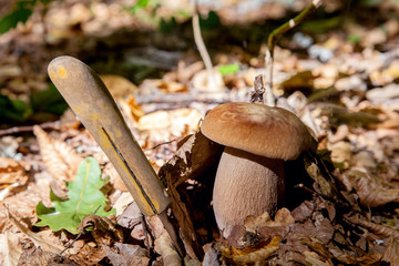 Boletus mushroom in the wild. Porcini mushroom grows on the forest floor at autumn season..