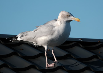 Herring gull on static caravan roof looking for food.
