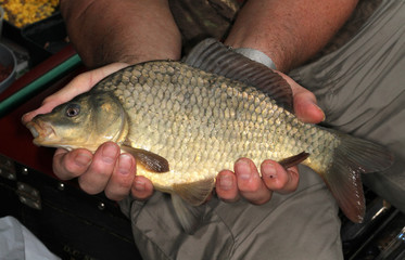Large Crucian carp caught by angler.