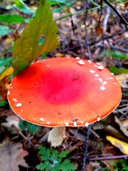 mushroom in the forest