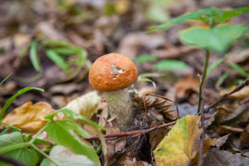 Single red boletus mushroom in the wild. Red boletus mushroom grows on the forest floor at autumn season..