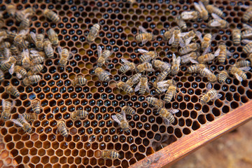 Close up view of working bees on honeycomb with sweet honey and pollen..
