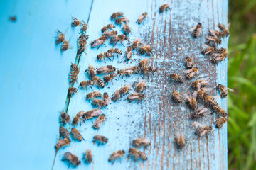 Swarming bees at the entrance of light blue beehive in apiary..