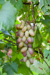 Bunch of pink grapes with big berries in the garden.