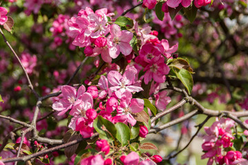 Beautiful branches with pink flowers and apple trees.