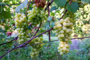 Fototapeta premium Bunch of green grapes in the garden