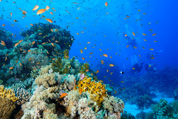 Barrière de corail à la Mer Rouge, Egypte