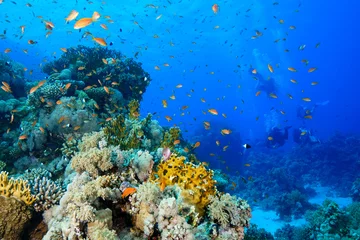 Foto auf Acrylglas Korallenriffe Korallenriff am Roten Meer, Ägypten