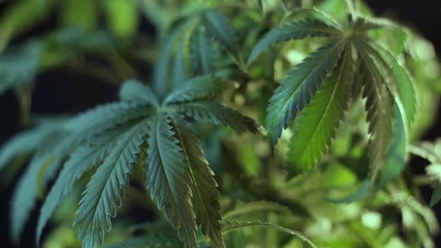 cannabis leaf vegetative growth harshness. dark background. 4k