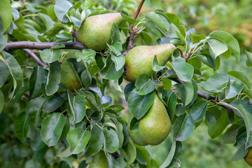 Shiny delicious pears hanging from a tree branch in the orchard..