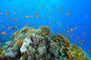 Naklejka na ściany i meble Scuba Diving the Red Sea, Egypt