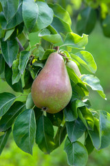 Shiny delicious pears hanging from a tree branch in the orchard..