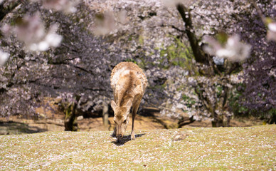 Obraz na płótnie Canvas 奈良の鹿と桜