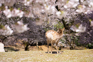奈良の鹿と桜