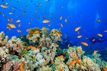 Plakat Coral Reef at the Red Sea, Egypt