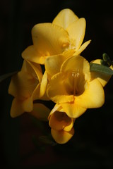 Yellow flowers