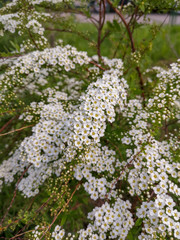 A branch of a Bush strewn with small white flowers on a green background