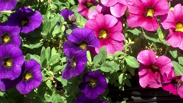 Viele pinke und violette Million-Bells wiegen sich gleichm&auml;&szlig;ig im Wind (Nahaufnahme)
