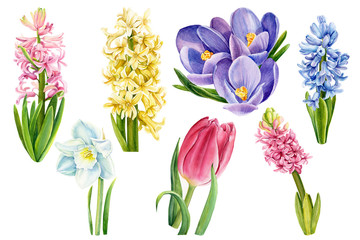 bouquet of colorful spring flowers, crocuses, tulips, daffodils, hyacinths, watercolors botanical illustration, floral painting