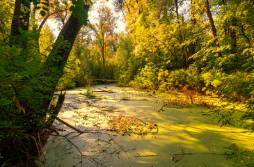 Pond. Still water was covered with green duckweed and mud. The swamp!