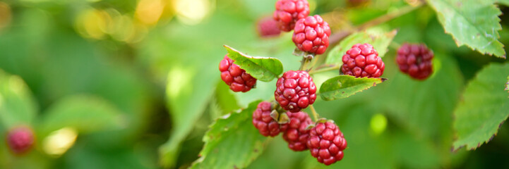 Blackberry fruit growing on branch blackberries in wild