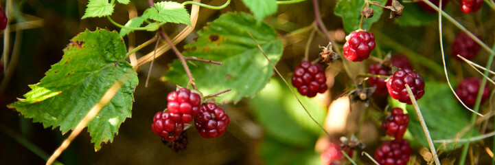 Blackberry fruit growing on branch blackberries in wild
