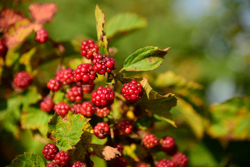 Blackberry fruit growing on branch blackberries in wild