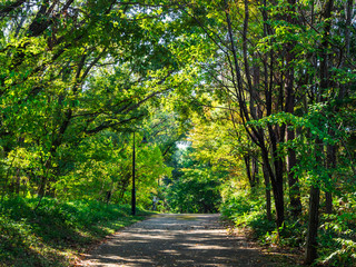 秋の里山の遊歩道